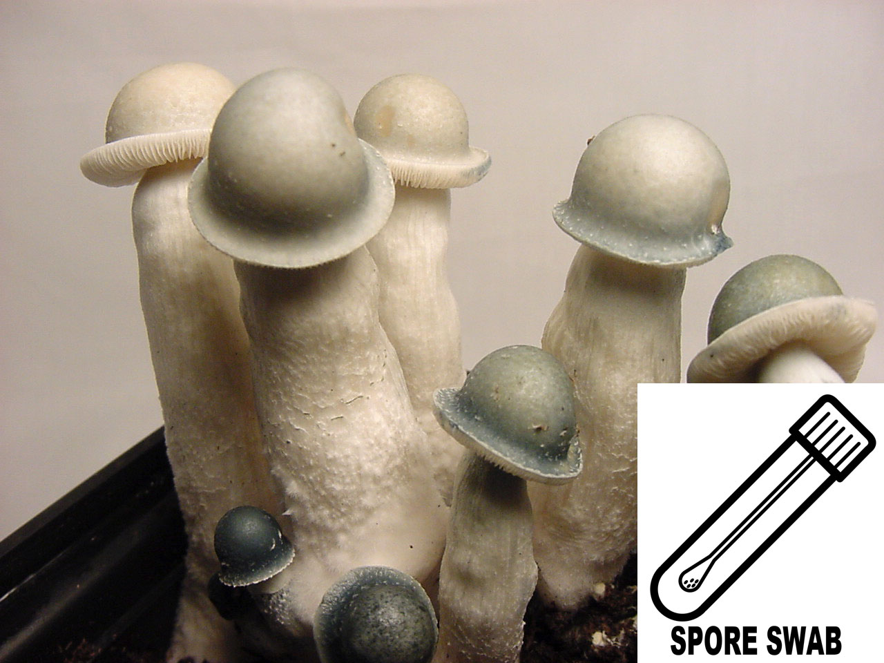 Psilocybe cubensis : Albino Penis Envy (APE ver. 1.0) Spore Swab
